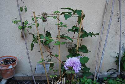 [Foto de planta, jardin, jardineria]