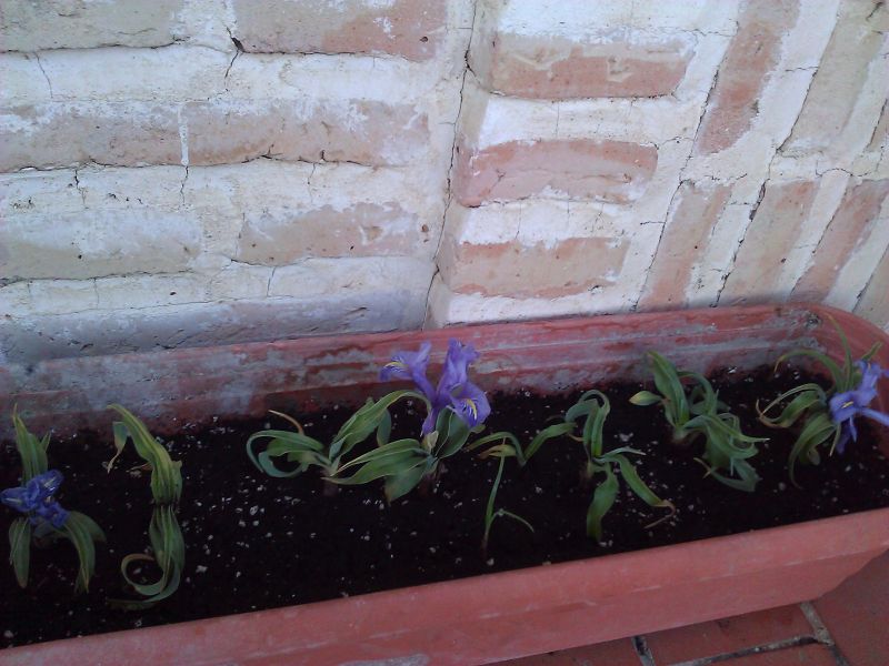 [Foto de planta, jardin, jardineria]