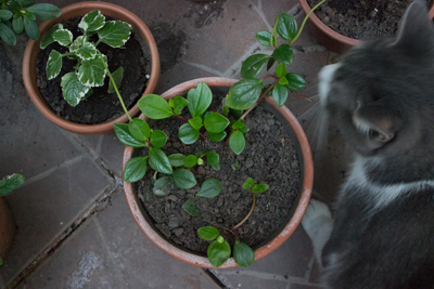[Foto de planta, jardin, jardineria]