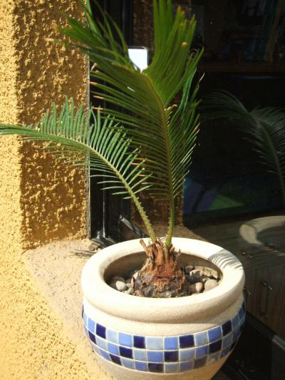 [Foto de planta, jardin, jardineria]