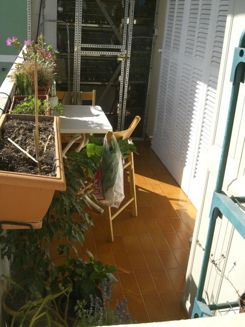 Celosia Extensible Decorada Vegetal — jardineriadelvalles