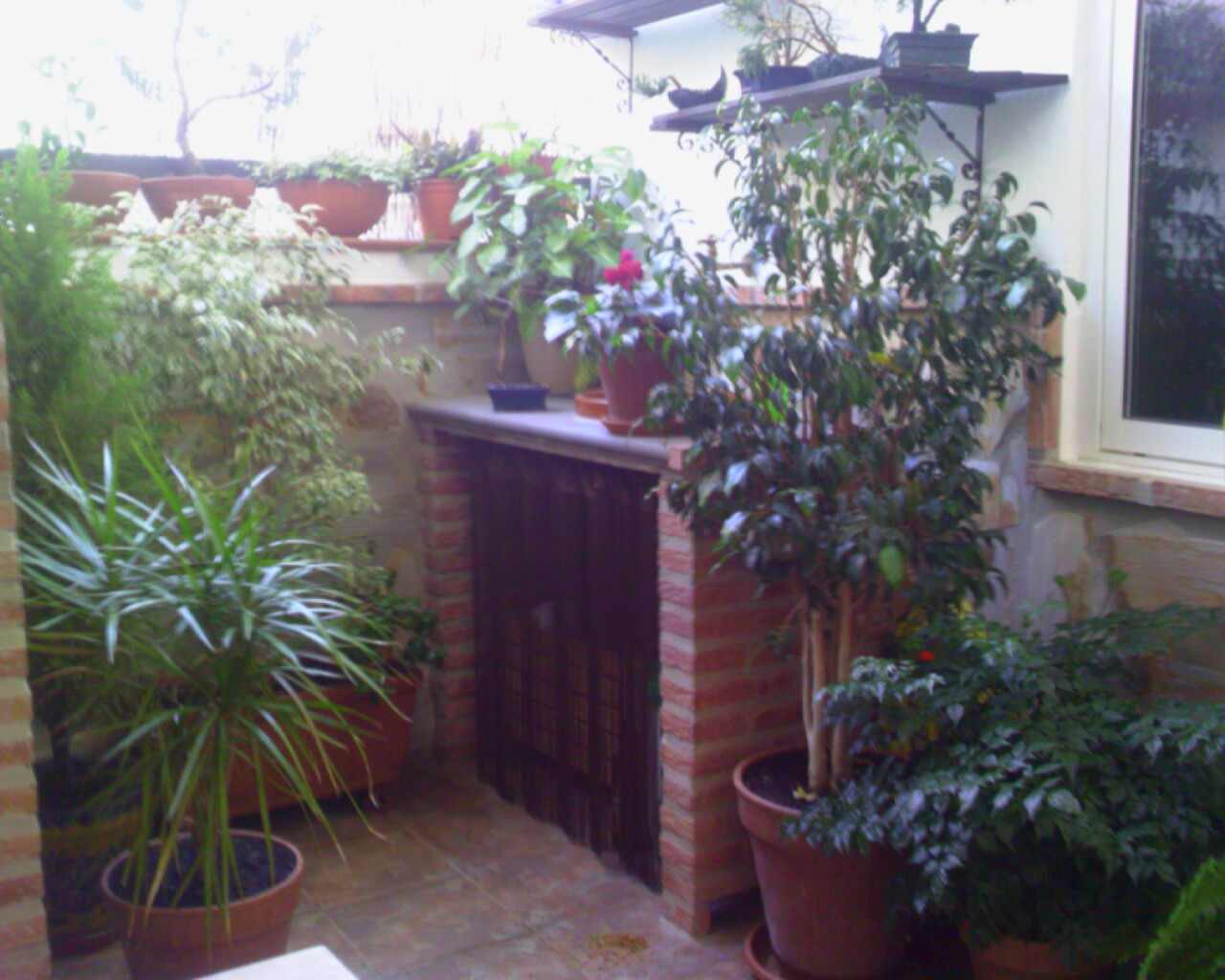 [Foto de planta, jardin, jardineria]