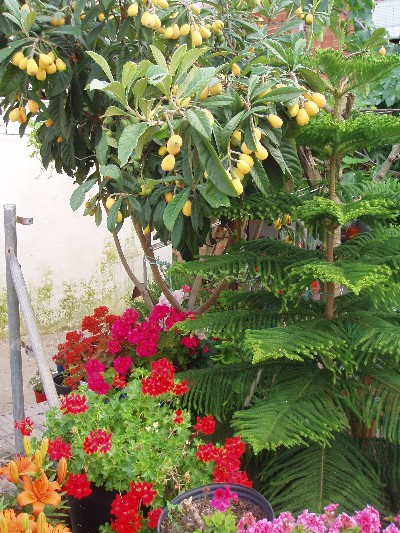 [Foto de planta, jardin, jardineria]