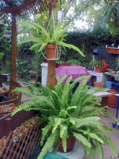 [Foto de planta, jardin, jardineria]