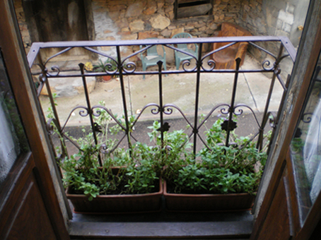 [Foto de planta, jardin, jardineria]