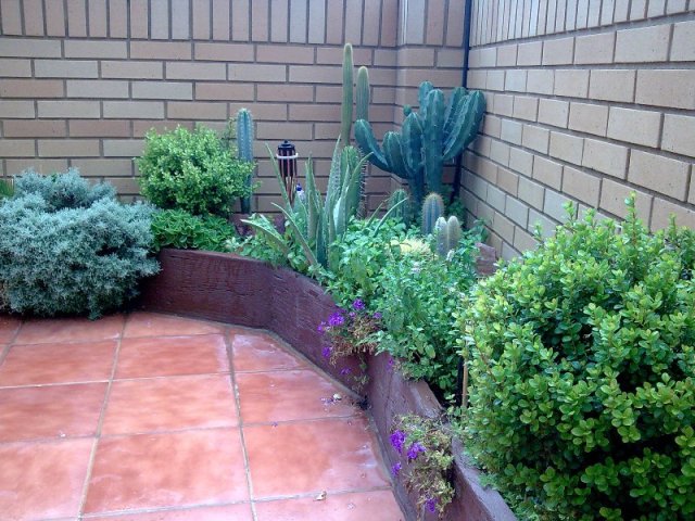 [Foto de planta, jardin, jardineria]