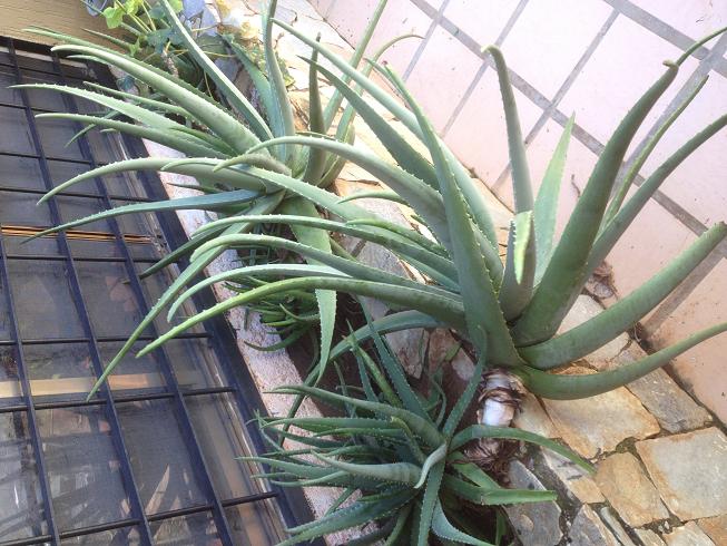 [Foto de planta, jardin, jardineria]