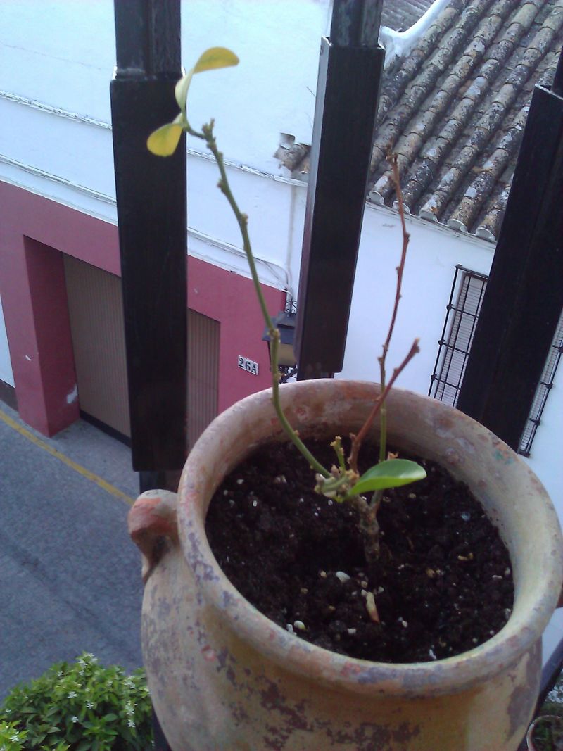 [Foto de planta, jardin, jardineria]