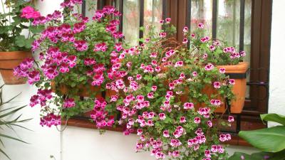 [Foto de planta, jardin, jardineria]