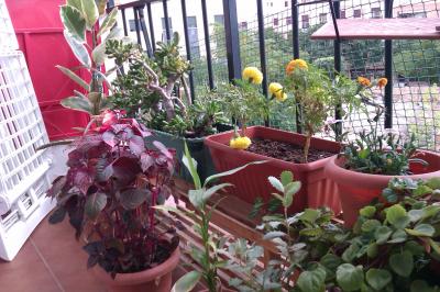 [Foto de planta, jardin, jardineria]