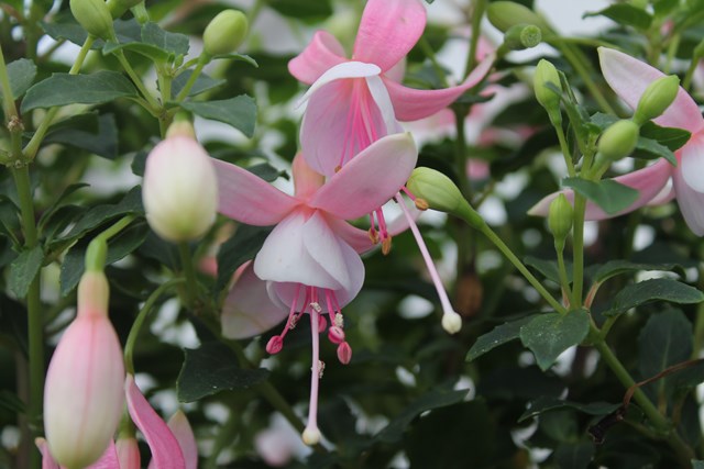 [Foto de planta, jardin, jardineria]