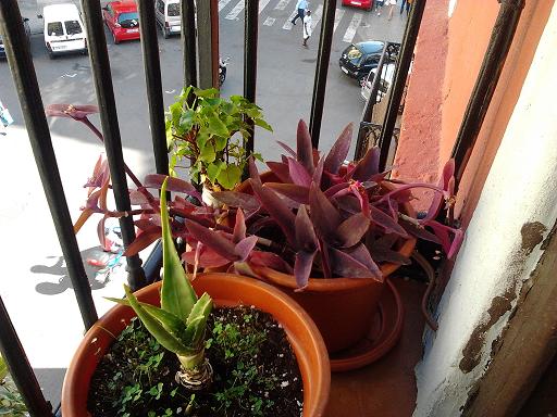 [Foto de planta, jardin, jardineria]