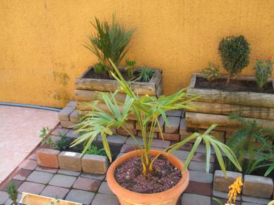 [Foto de planta, jardin, jardineria]