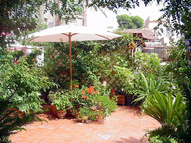 [Foto de planta, jardin, jardineria]