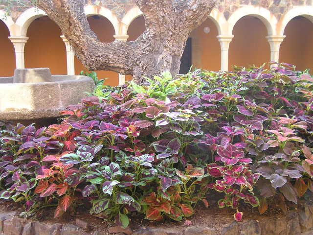 [Foto de planta, jardin, jardineria]