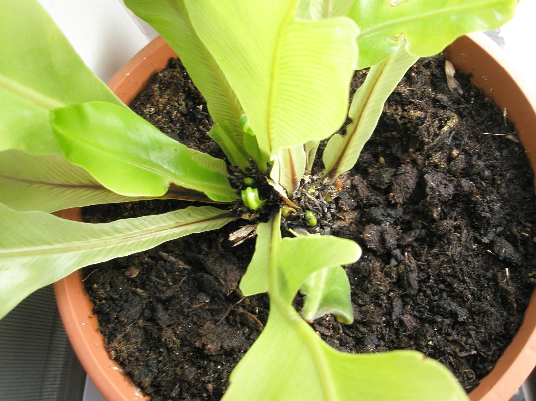 [Foto de planta, jardin, jardineria]