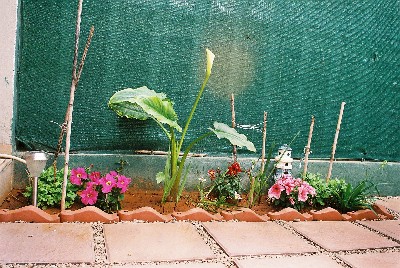 [Foto de planta, jardin, jardineria]