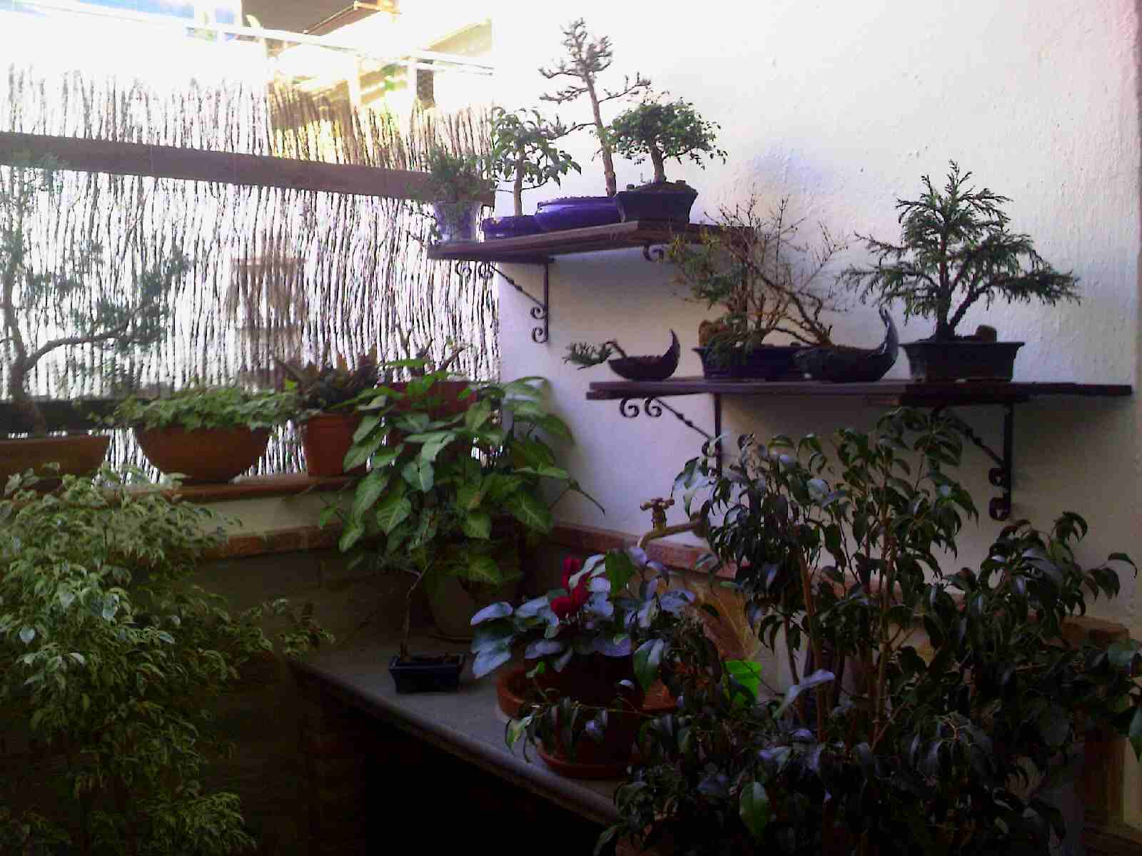 [Foto de planta, jardin, jardineria]