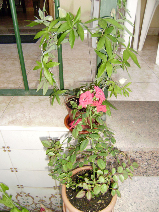 [Foto de planta, jardin, jardineria]