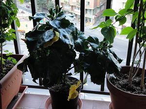 [Foto de planta, jardin, jardineria]