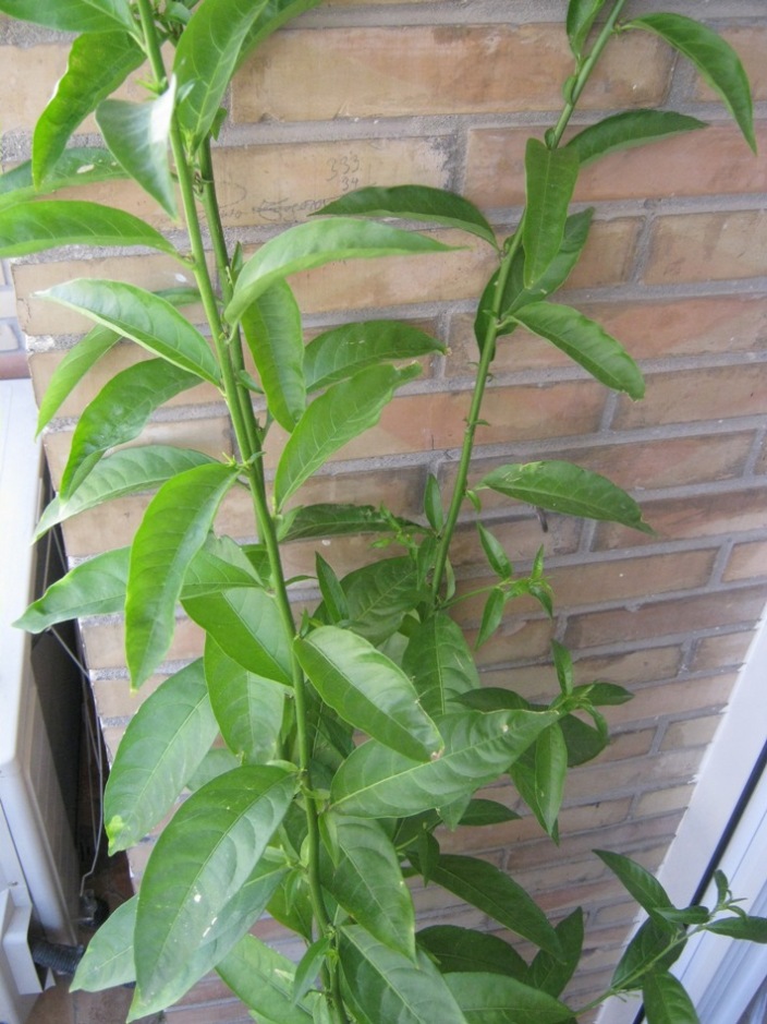 [Foto de planta, jardin, jardineria]