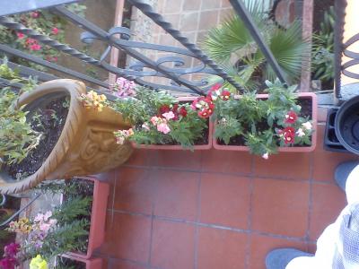 [Foto de planta, jardin, jardineria]