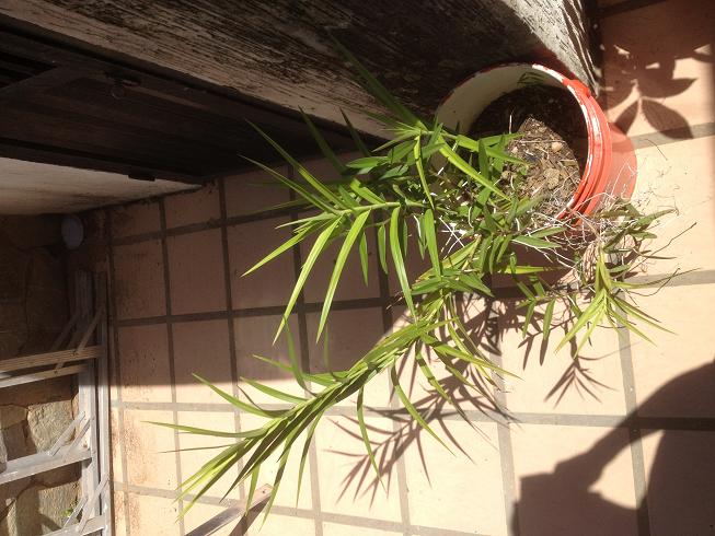 [Foto de planta, jardin, jardineria]
