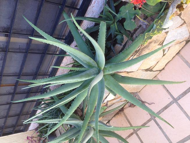[Foto de planta, jardin, jardineria]