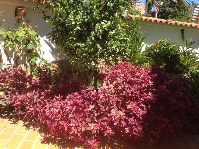 [Foto de planta, jardin, jardineria]