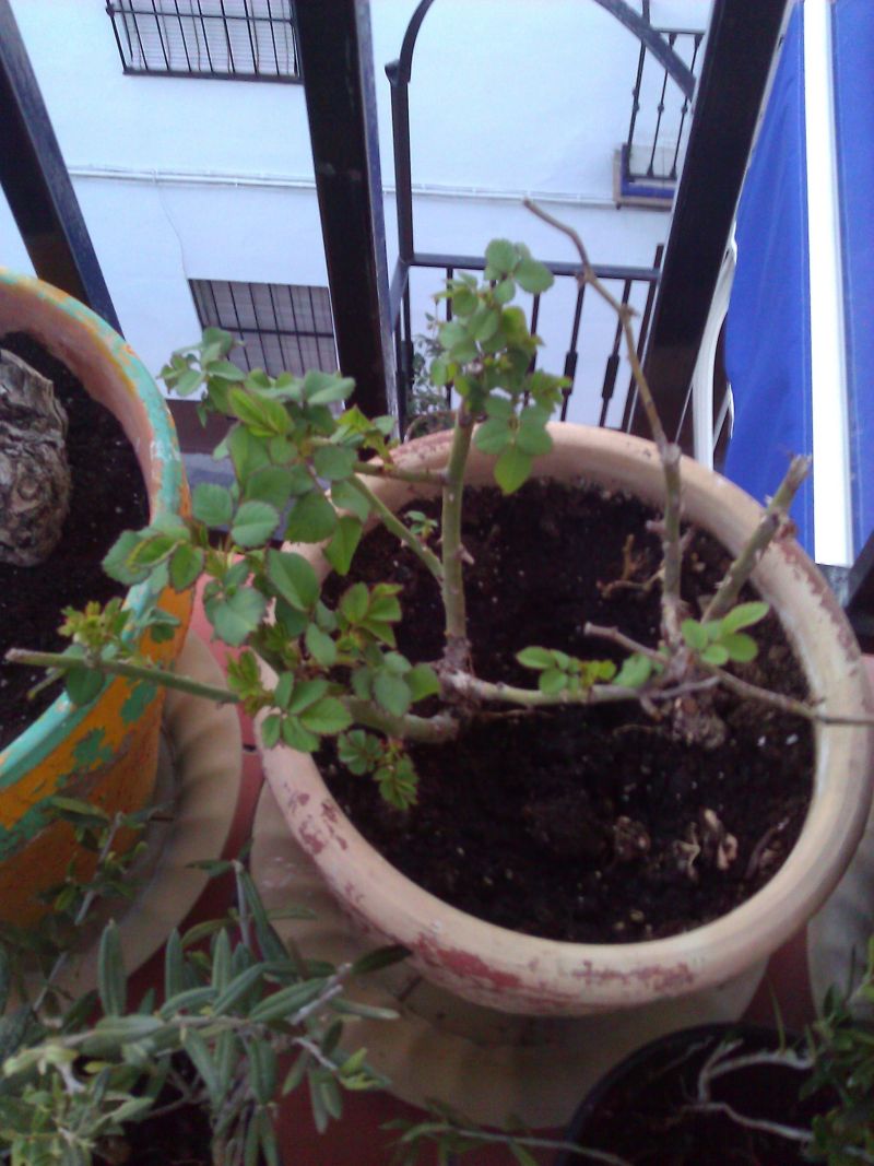 [Foto de planta, jardin, jardineria]