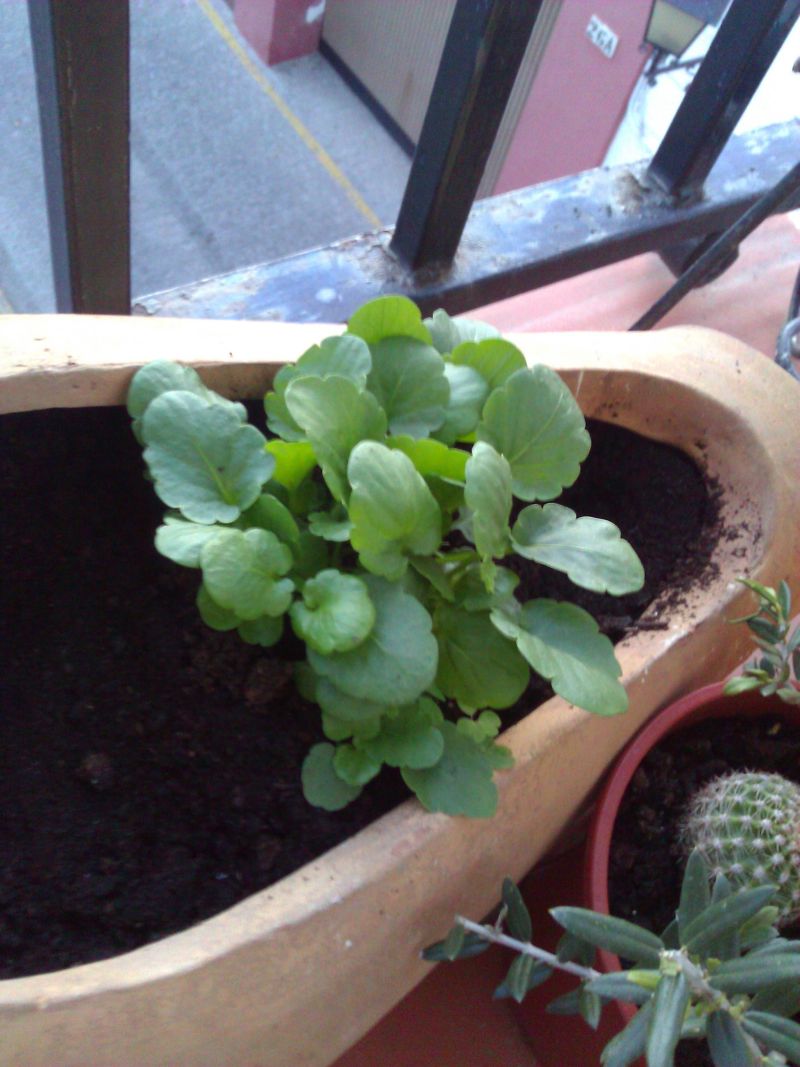 [Foto de planta, jardin, jardineria]