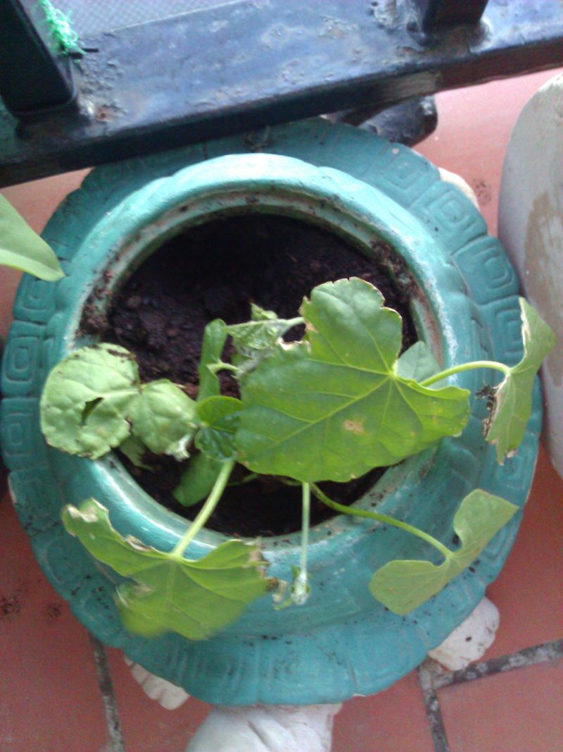 [Foto de planta, jardin, jardineria]