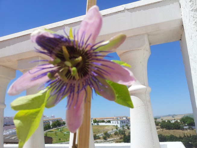 [Foto de planta, jardin, jardineria]