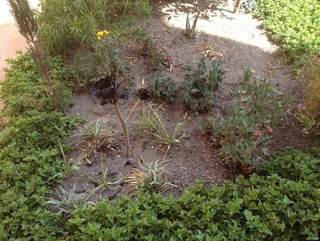 [Foto de planta, jardin, jardineria]