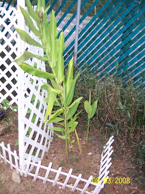 [Foto de planta, jardin, jardineria]