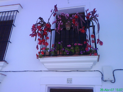 [Foto de planta, jardin, jardineria]