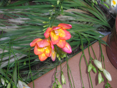[Foto de planta, jardin, jardineria]
