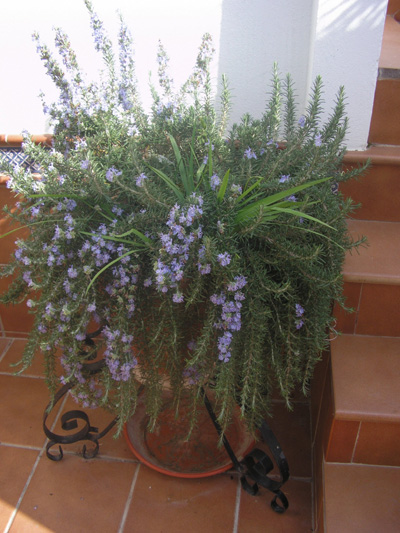 [Foto de planta, jardin, jardineria]
