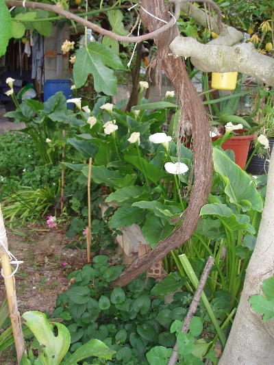 [Foto de planta, jardin, jardineria]