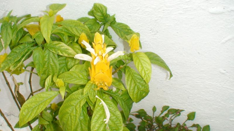 [Foto de planta, jardin, jardineria]