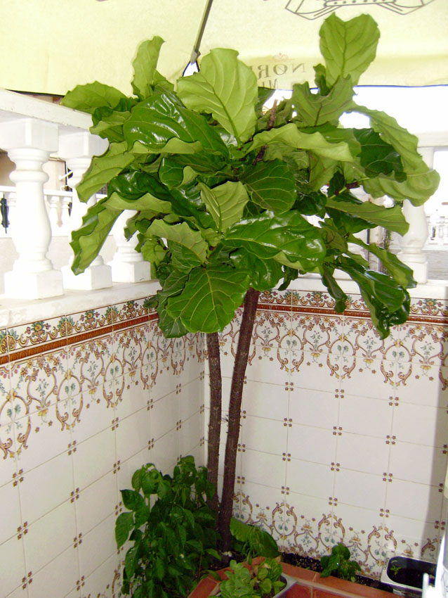 [Foto de planta, jardin, jardineria]
