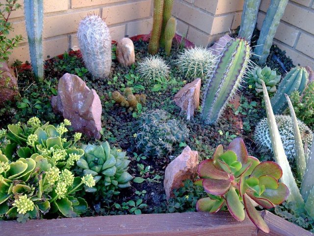 [Foto de planta, jardin, jardineria]