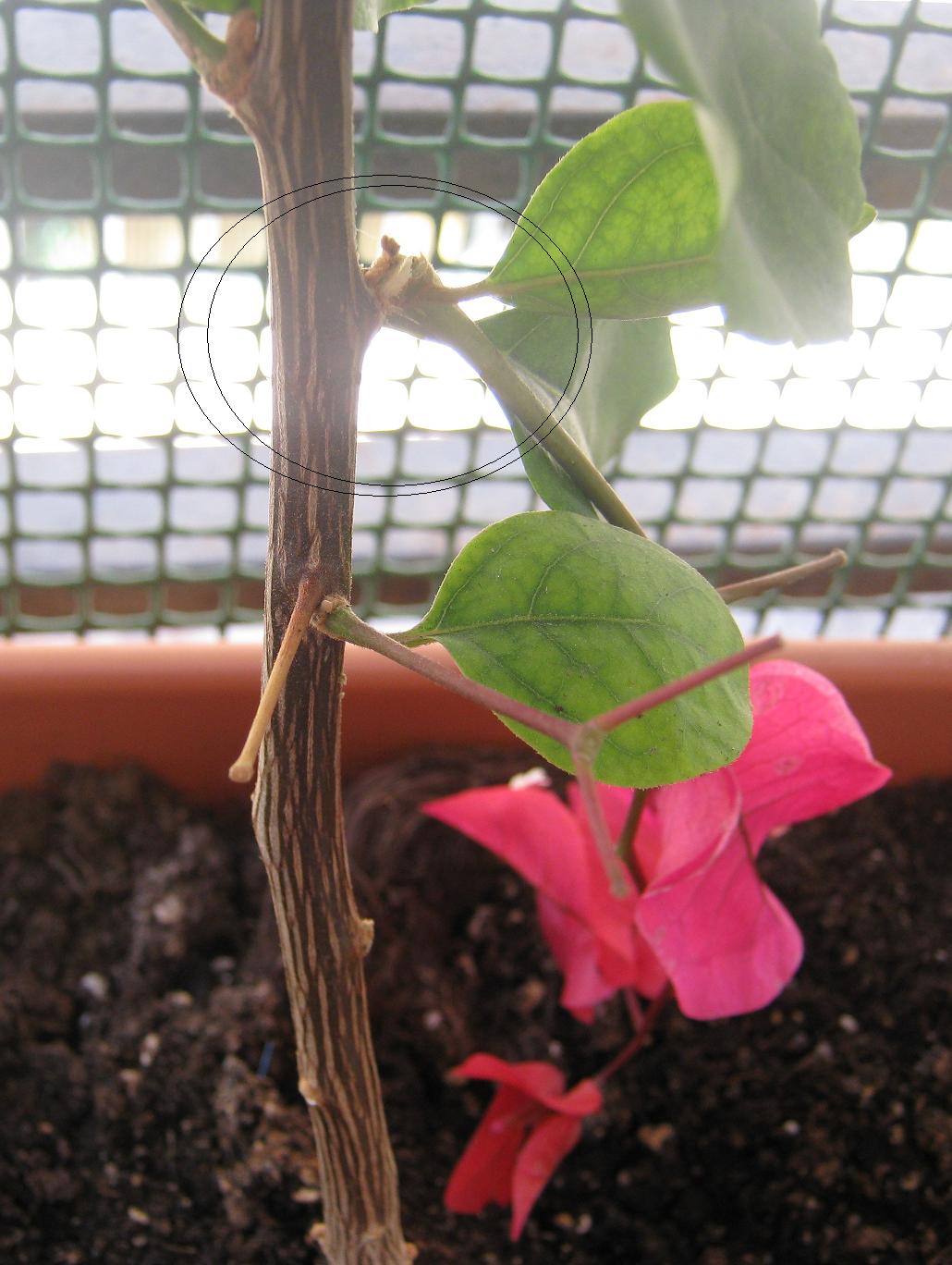 [Foto de planta, jardin, jardineria]