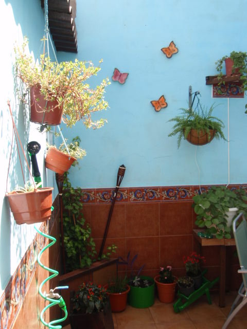 [Foto de planta, jardin, jardineria]