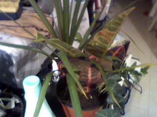 [Foto de planta, jardin, jardineria]