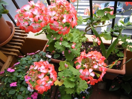 [Foto de planta, jardin, jardineria]