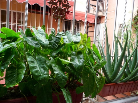 [Foto de planta, jardin, jardineria]
