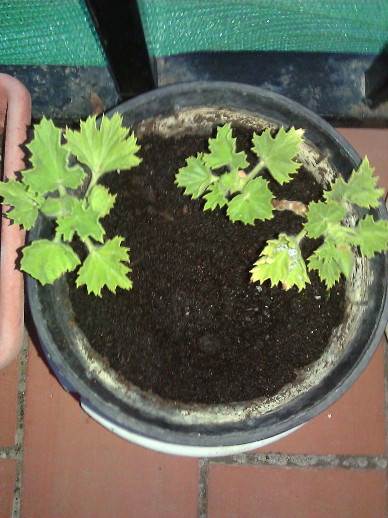 [Foto de planta, jardin, jardineria]