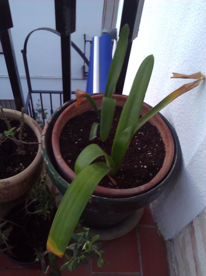 [Foto de planta, jardin, jardineria]