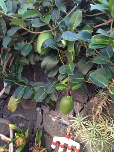 [Foto de planta, jardin, jardineria]